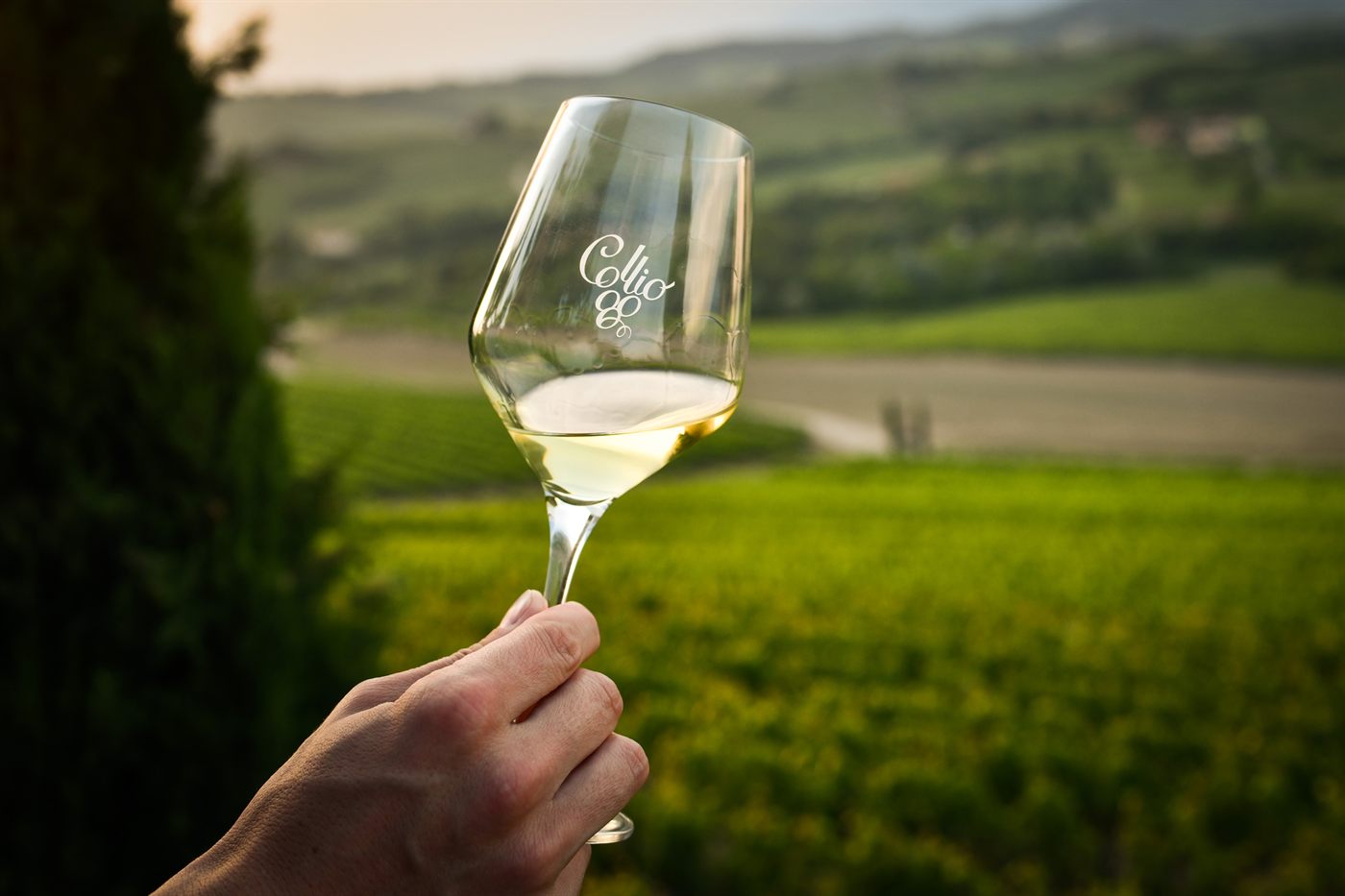 Calice di vino bianco Collio davanti ai vigneti delle colline – masterclass di sabato 19 settembre, Festa dell'Uva 2026